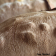 Photo Chantal Boulard Inrae. Abcès sur le dos d'une vache, causés par les larves de varron migrant dans le tissu sous-cutané dorsal.