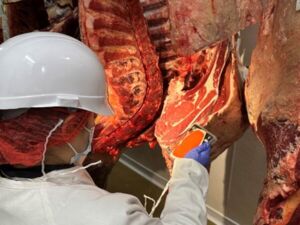 qualit&eacute; sensorielle Viande bovine
