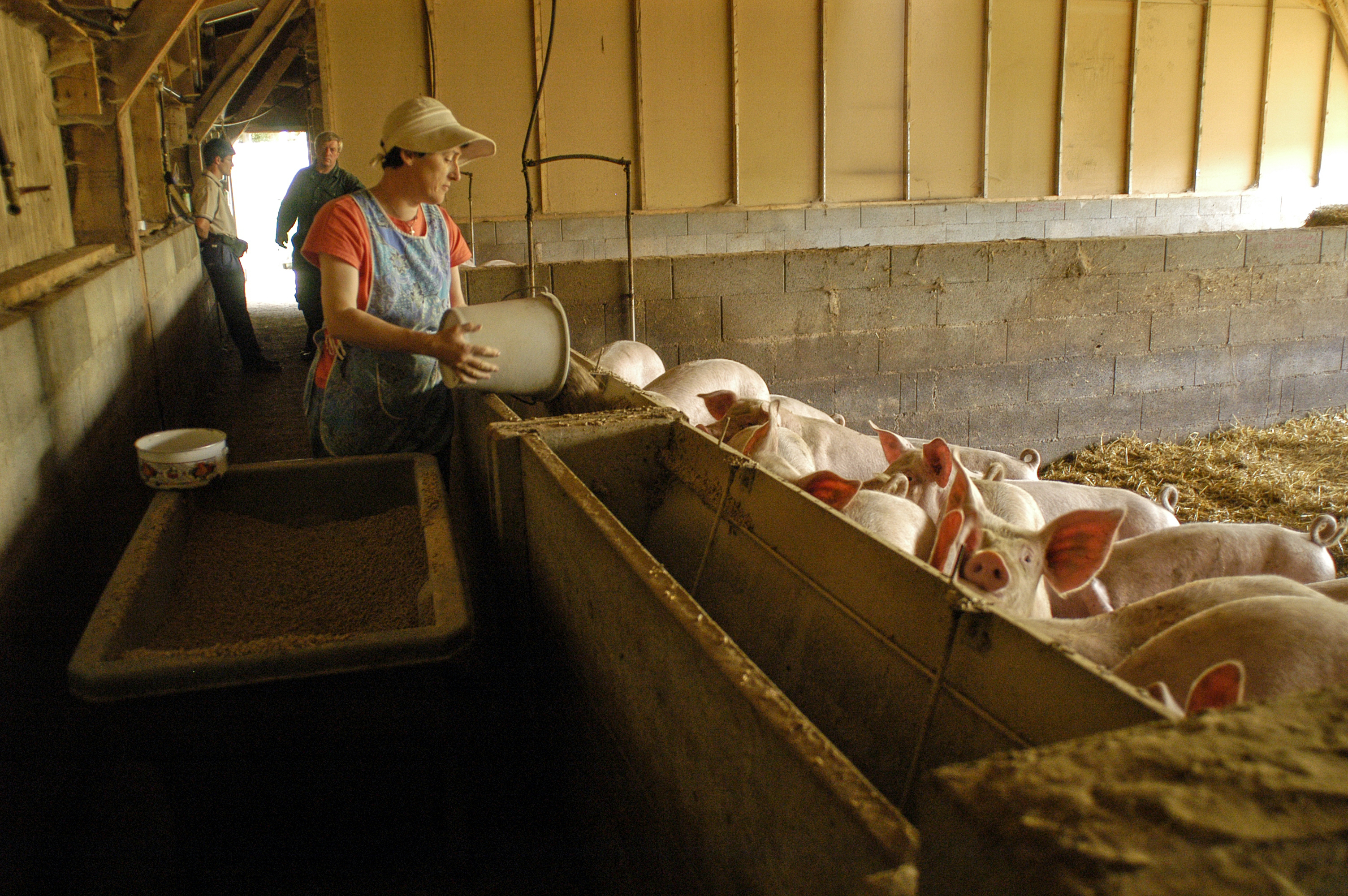 Photo Christophe Maître, Inrae, porc, porcherie, alimentation, élevage, cochon, asirpa
