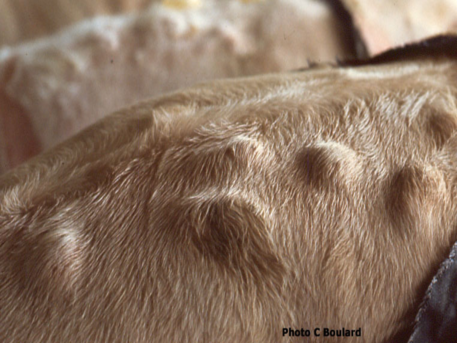 Photo Chantal Boulard Inrae. Abcès sur le dos d'une vache, causés par les larves de varron migrant dans le tissu sous-cutané dorsal.