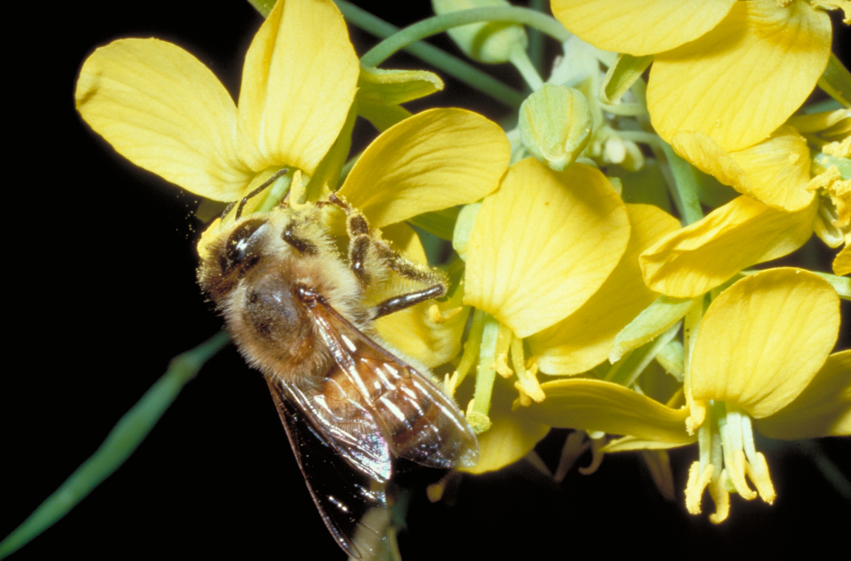 Des outils pour l’évaluation des effets de doses sublétales de pesticides sur les populations d’abeilles