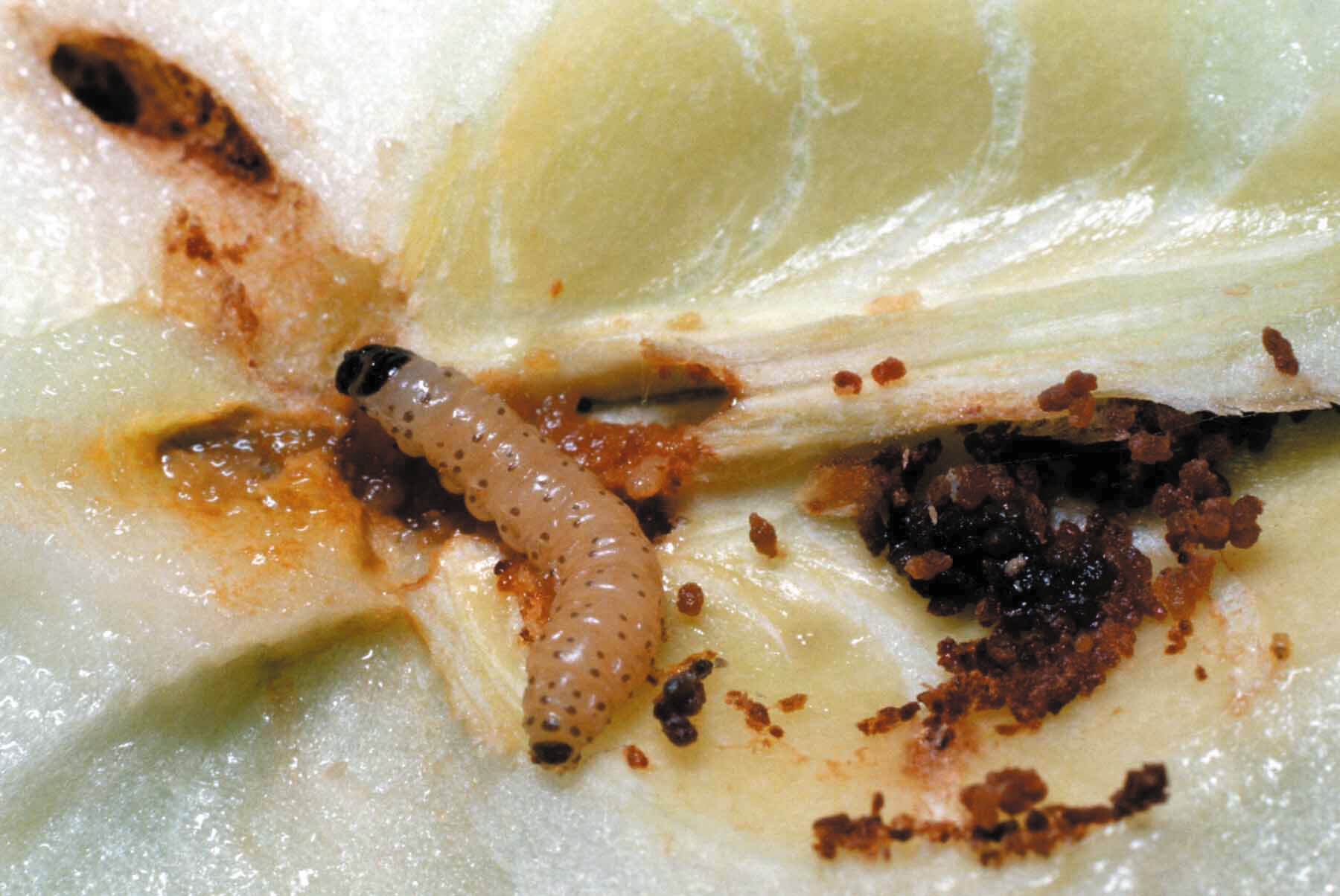Dégâts de la chenille du carpocapse dans une pomme : une galerie aboutissant directement aux pépins dévorés par la larve